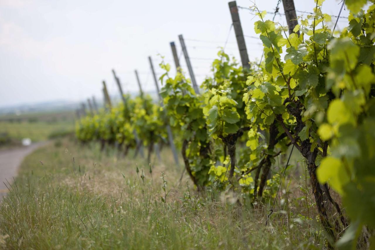 Weingut Schilling Otel Seinsheim Dış mekan fotoğraf